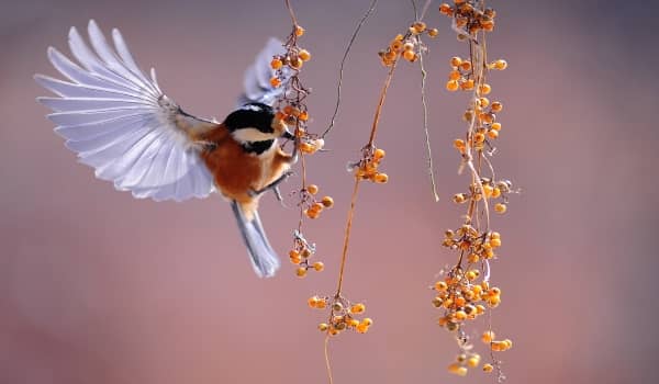 wildlife camera shutter speed bird